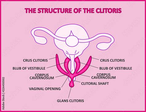 clítoris anatomía-4